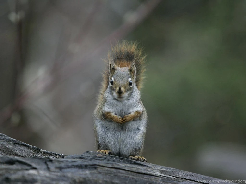 Desktop Wallpapers · Gallery · Animals · Quebec Squirrel Large ...