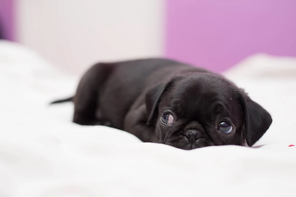 Baby Black Pugs   Wallpaper.