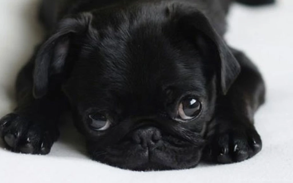 Baby Black Pug   Wallpaper.