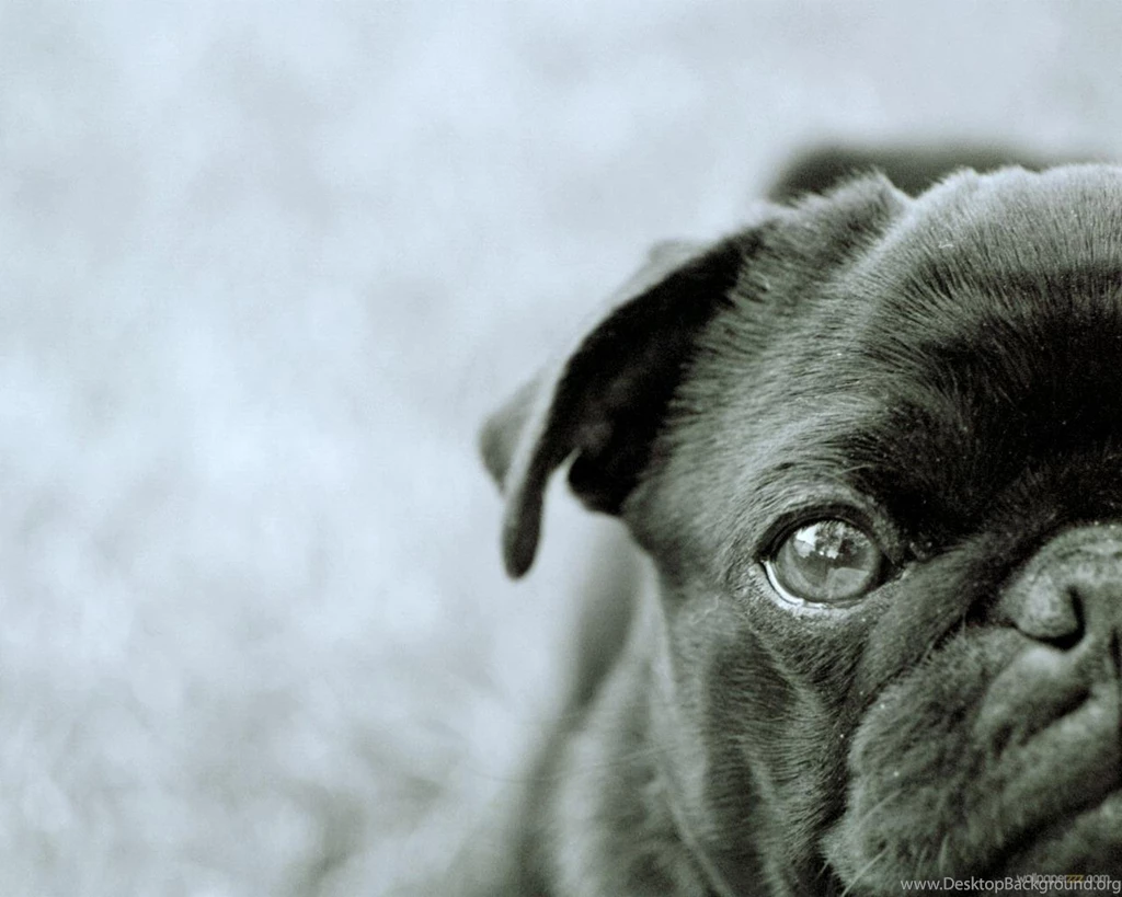 Pug Inspirational Quotes. QuotesGram