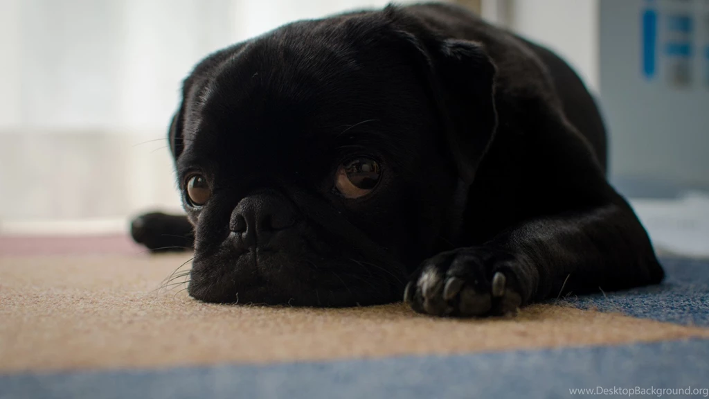 Black Pug Puppy Sad Lying On The Floor Wallpapers And Images ...