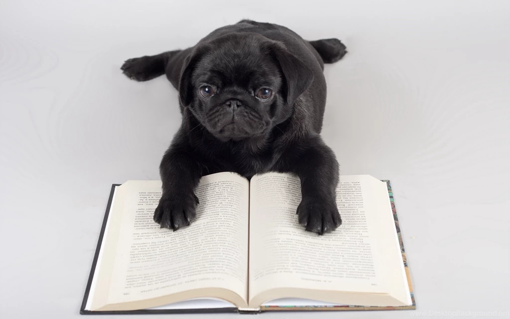Black Pug Reading A Book Desktop Wallpapers