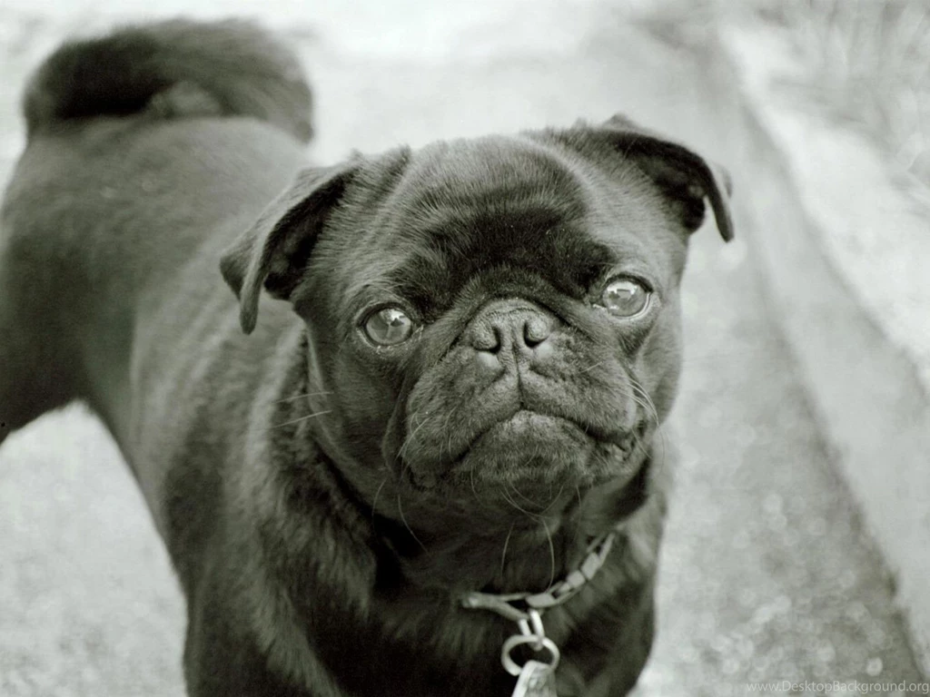 Pug Puppies Wallpapers White 24 Desktop Backgrounds   Hivewallpaper.com