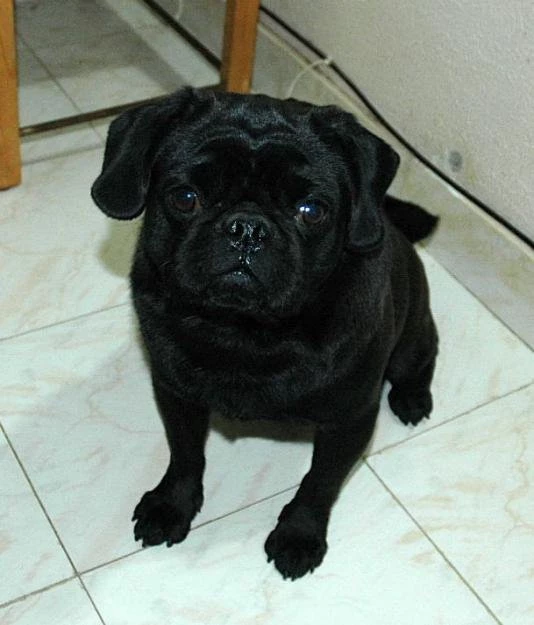 Black pug pic 56 The Dog Wallpapers Best The Dog Wallpapers Gallery