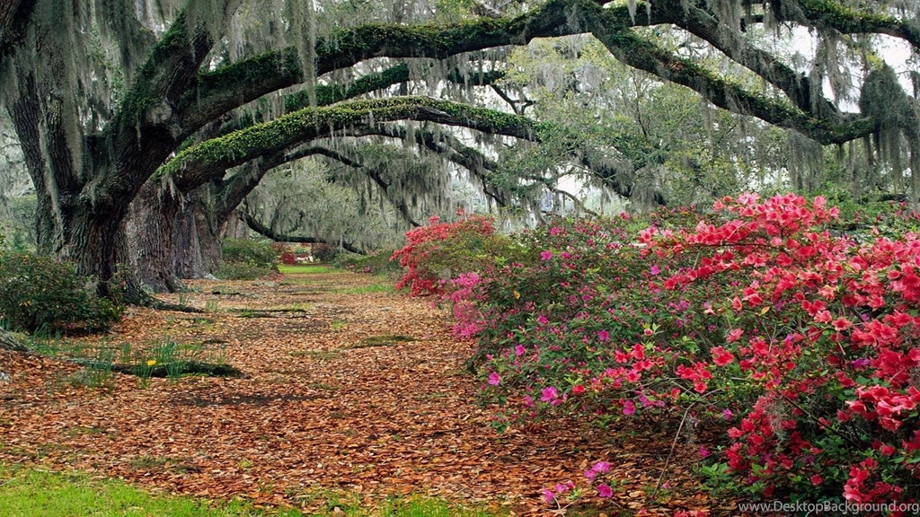 Azaleas And Live Oaks Magnolia Plantation Free Desktop Backgrounds ...