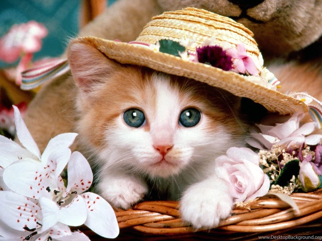 World,s Cutest Kitten 2013   2014   Wallpapers