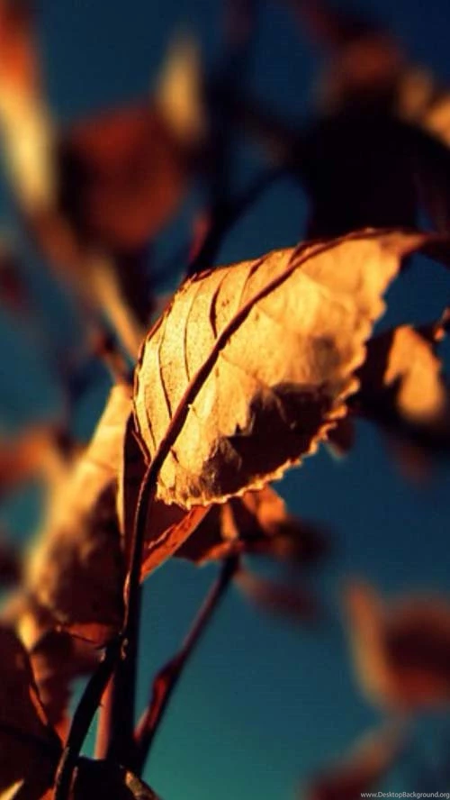 40 Best iPhone 5 Wallpapers And Backgrounds