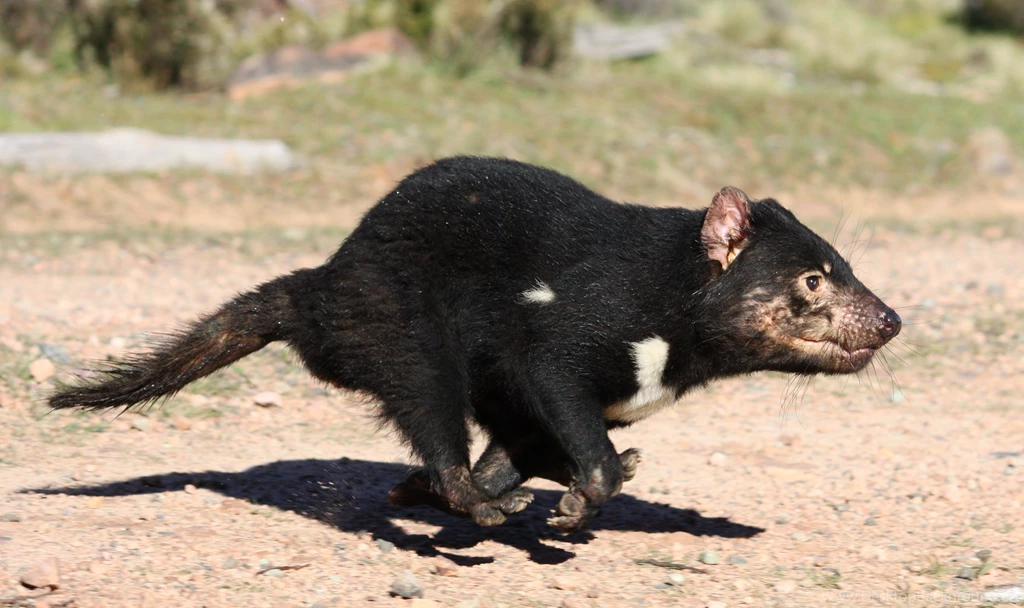 7 Tasmanian Devil HD Wallpapers