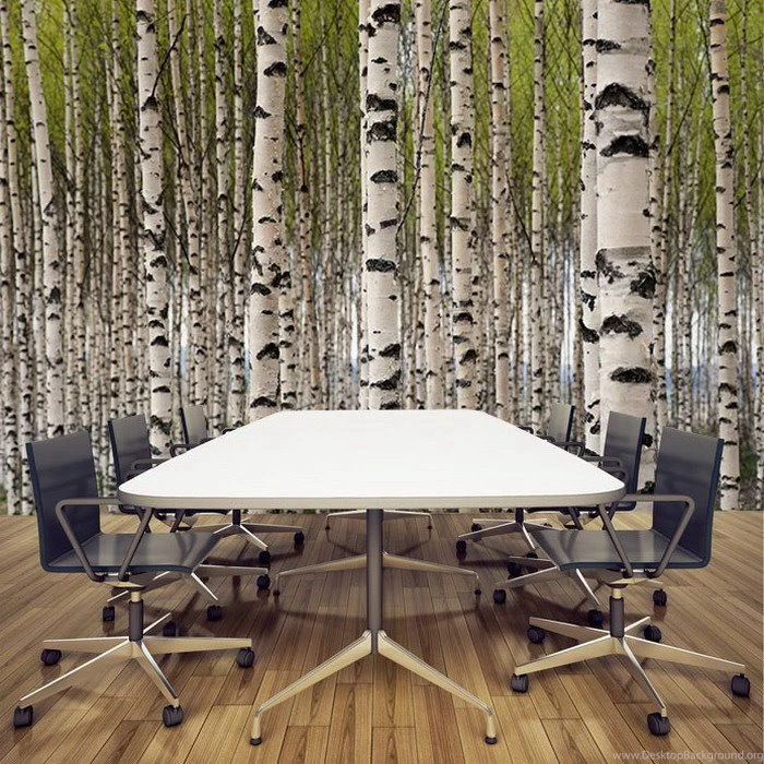Birch Tree Wall Mural, Sticker Or Painted Mural Wallpapers Mural ...