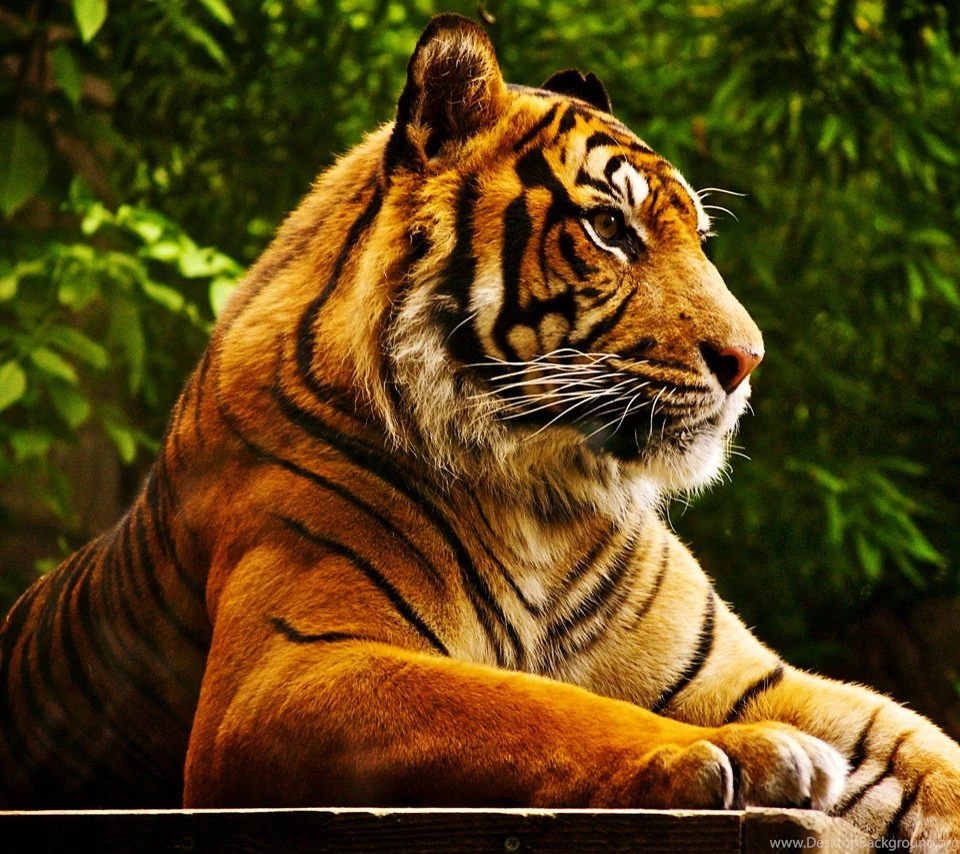 Tiger hd wallpaper 0400.jpg
