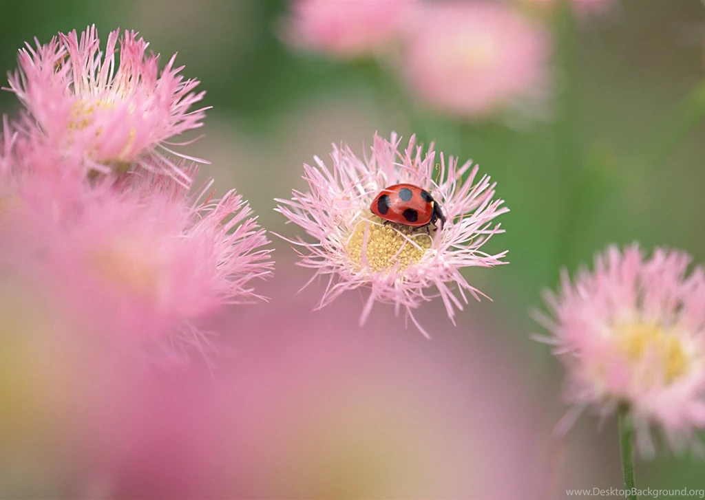 Free Hd Wallpapers For Android Tablet Description: Android ...