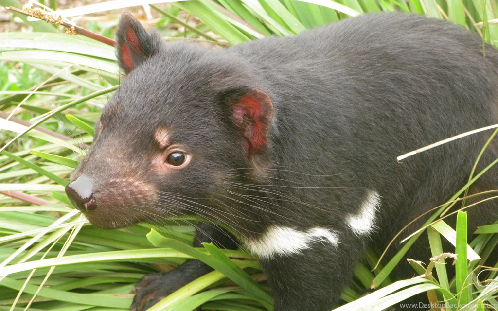 Download Wallpapers 3840x2400 Tasmanian Devil, Grass, Food, Walk ...