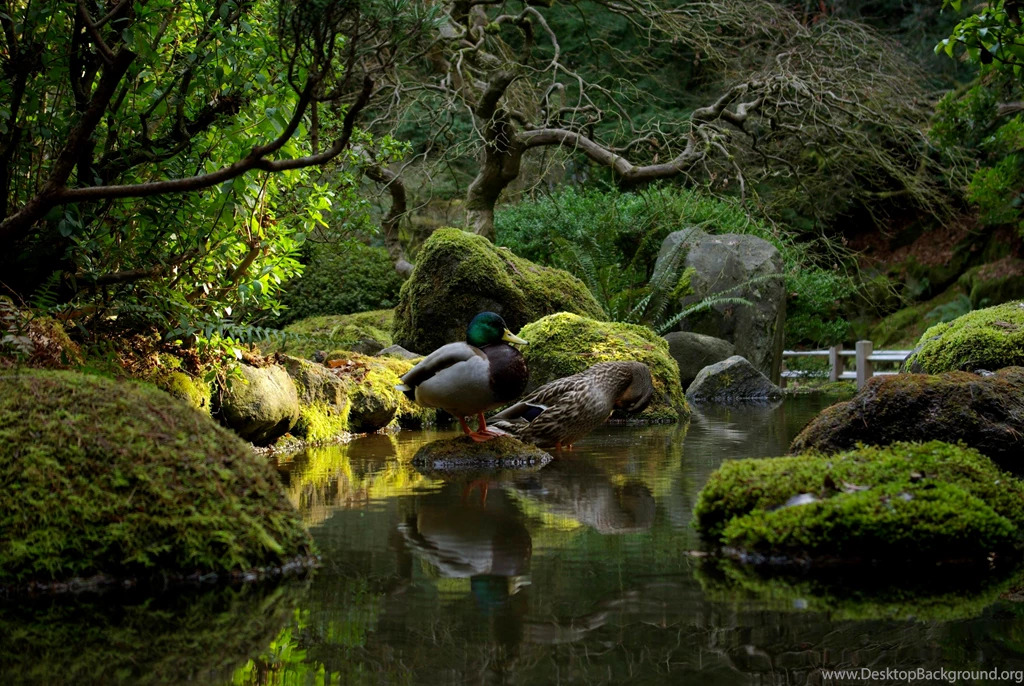 Japanese Garden Backgrounds 22