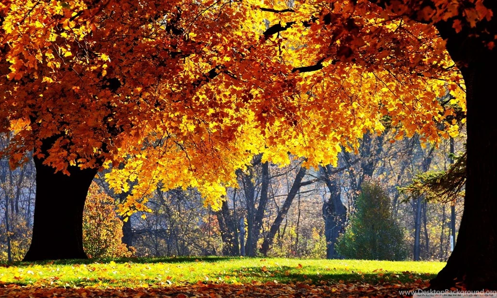 Beautiful Fall HD Desktop Wallpapers : Widescreen : High Definition ...