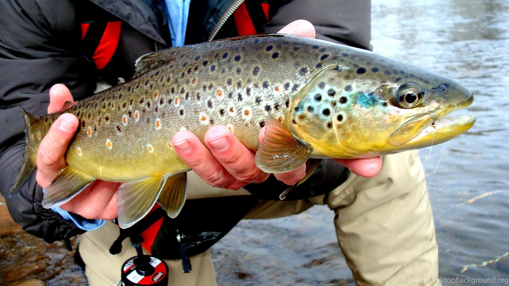 Best Fly Fishing Pictures (27)