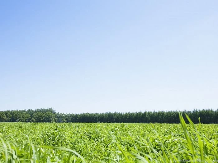 Tranquil Grassland Scenery Wallpapers Grassland And Blue Sky ...