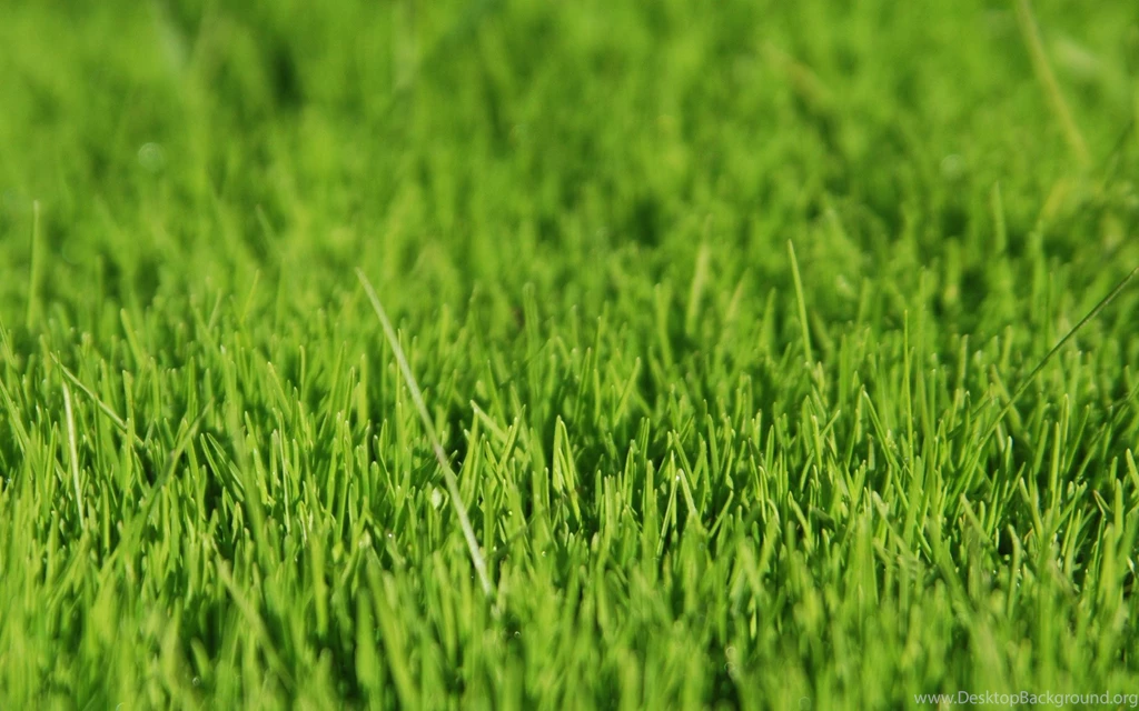Grassland ThingLink