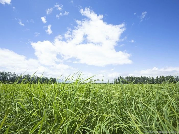 Vast Grassland Field Of Grass And Blue Sky Wallpapers 3 Wallcoo.net