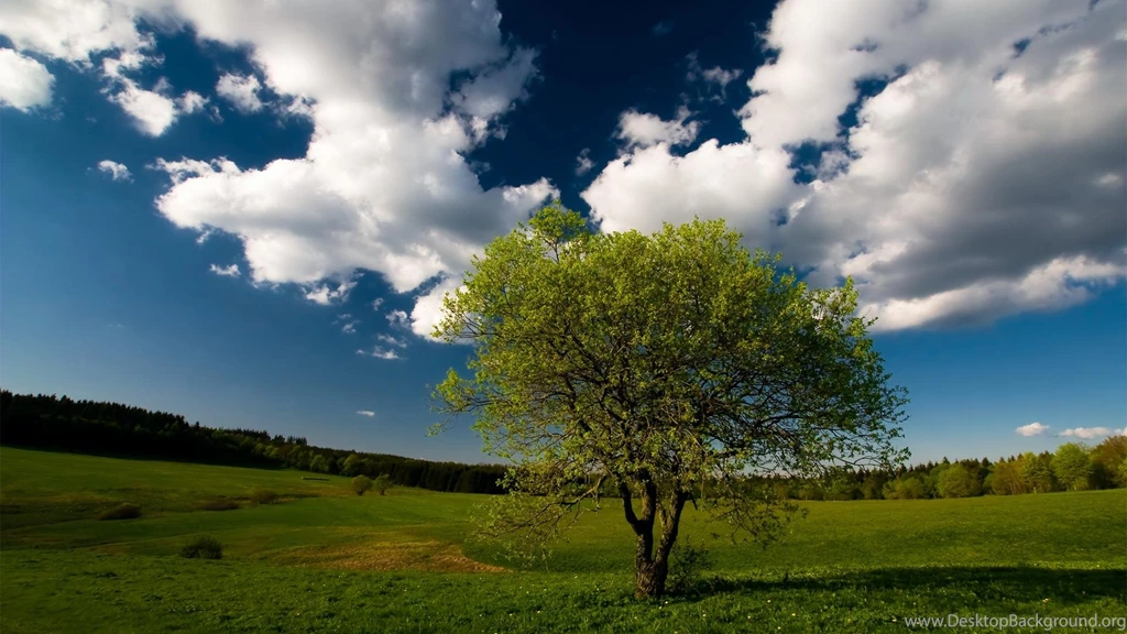 Summer Broad Grassland And Tree Wallpapers Widescreen And HD ...