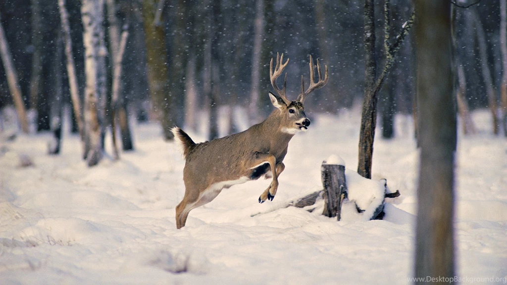 Deer Hunting Games Desktop Wallpapers Download Deer Hunting Games ...