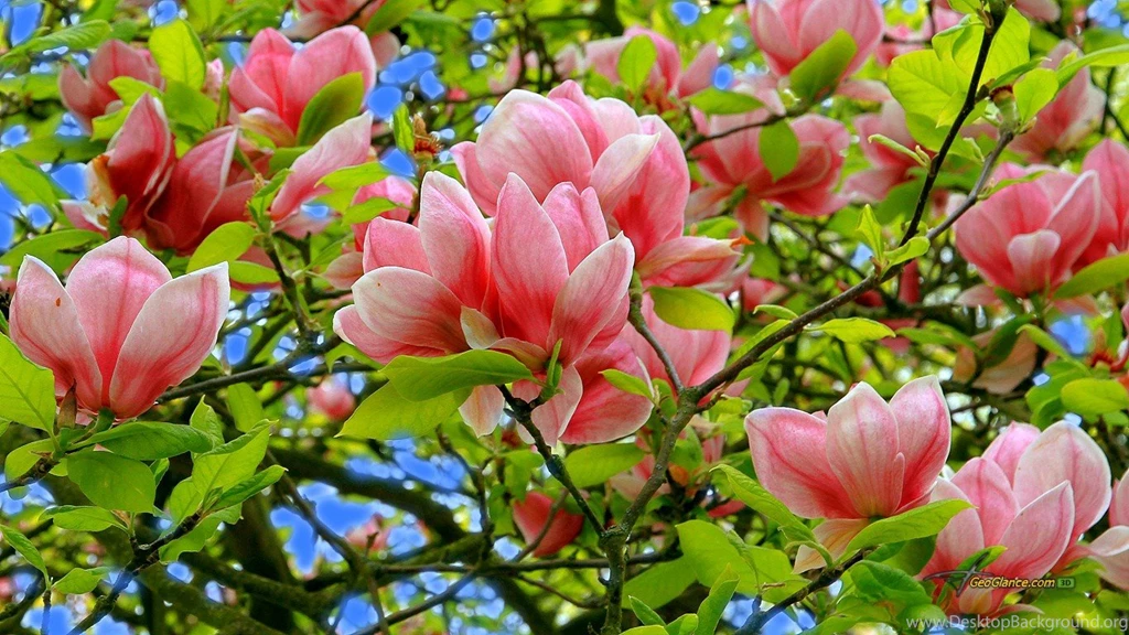 Nature Wallpapers Flowers Wallpapers HD Wide