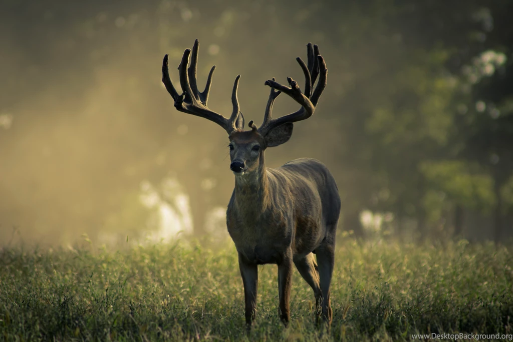 Start Your Own Herd!