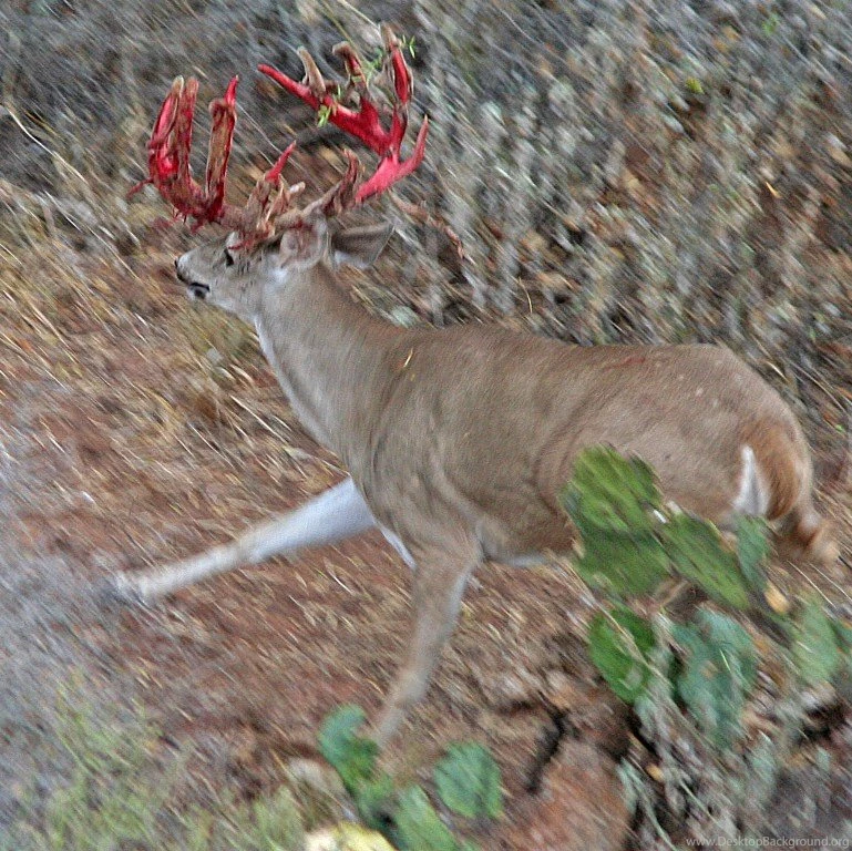 White Tailed Deer In Snow Wallpapers   Bing Images