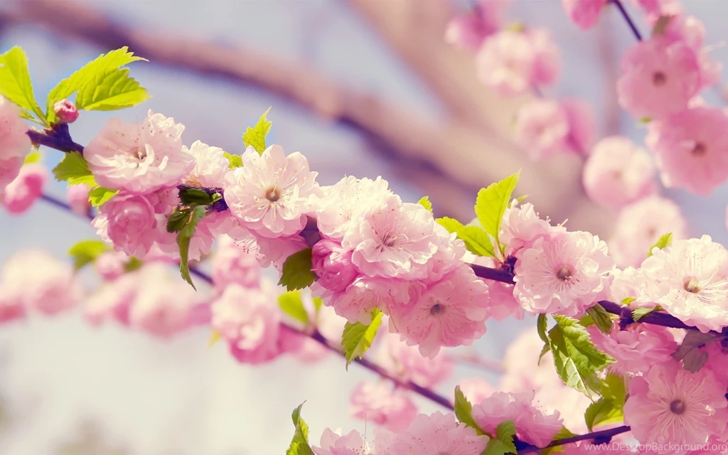 Hd wallpapers nature flowers (1)