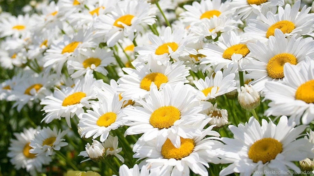 Photos Of Nature And Flowers All Wallpapers New
