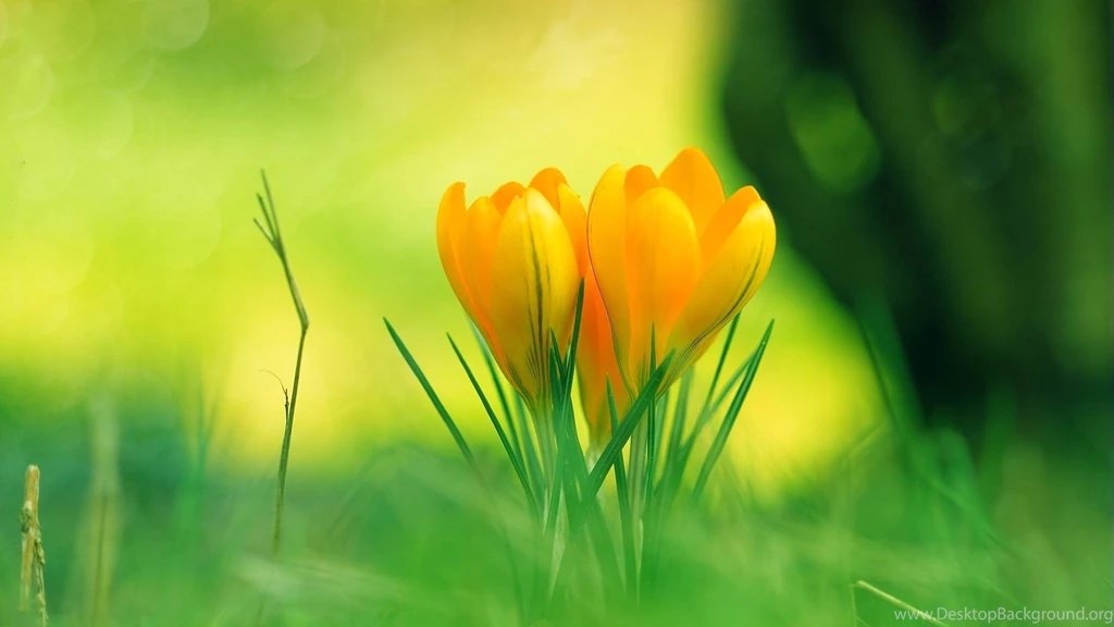 Free Backgrounds Nature Wallpapers HD Images New