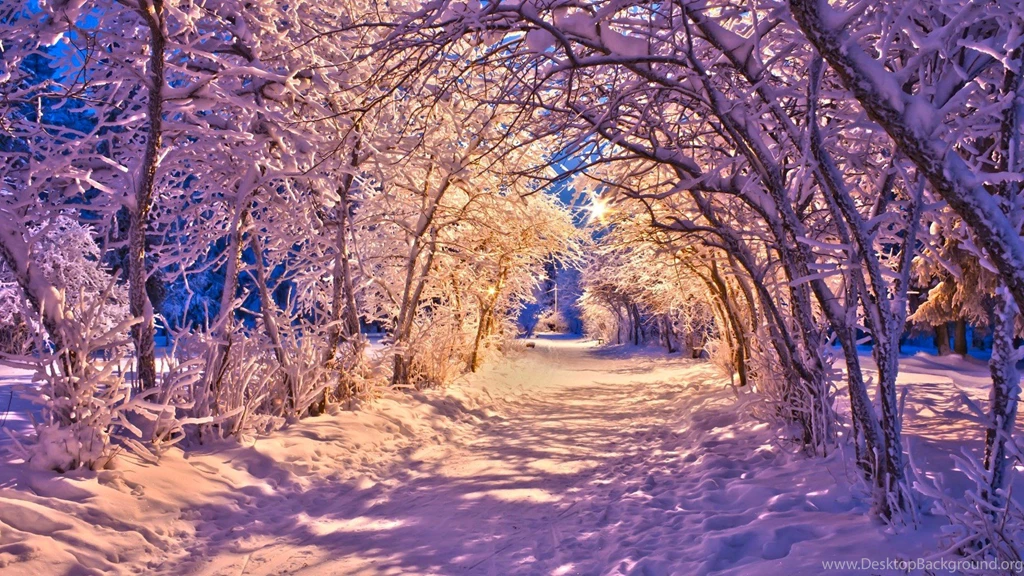 Winter: Winter Alley Coldness Light Path Trees Nature Woods ...