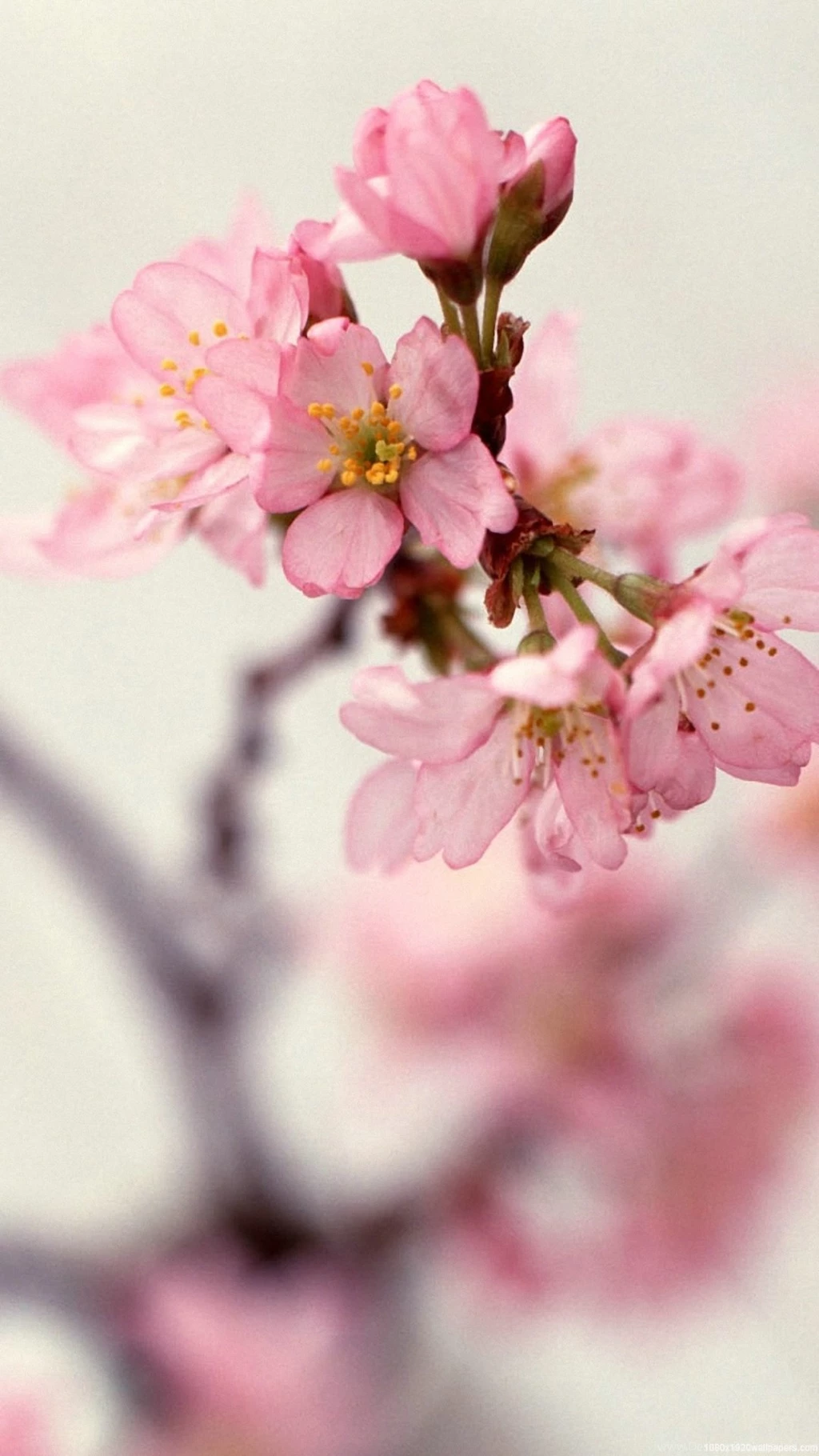 1080x1920 Blossom Beautiful Flowers Wallpapers HD