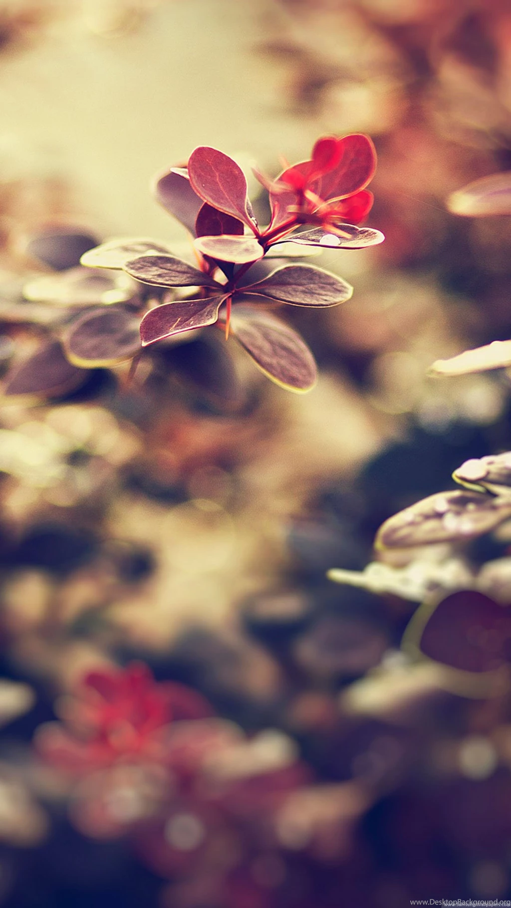 Flower Art Desktop 1080x1920 HTC One Wallpapers HD_Samsung Wallpapers