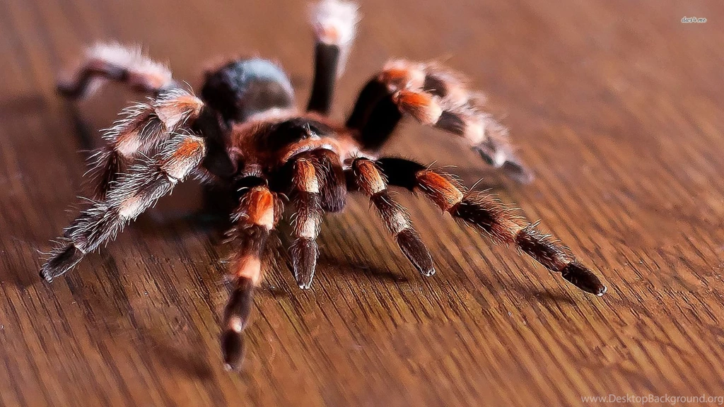 Tarantula Wallpapers   Animal Wallpapers
