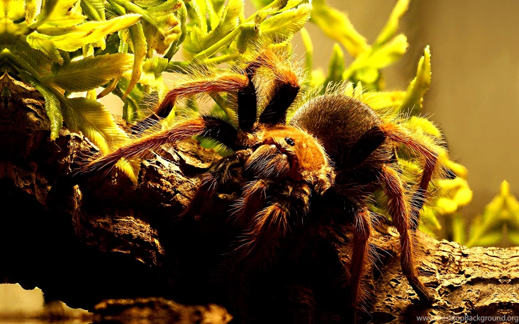 7 Tarantula HD Wallpapers