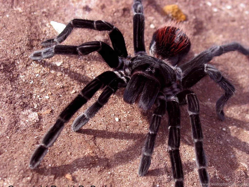 Tarantula Wallpapers   Animals Town