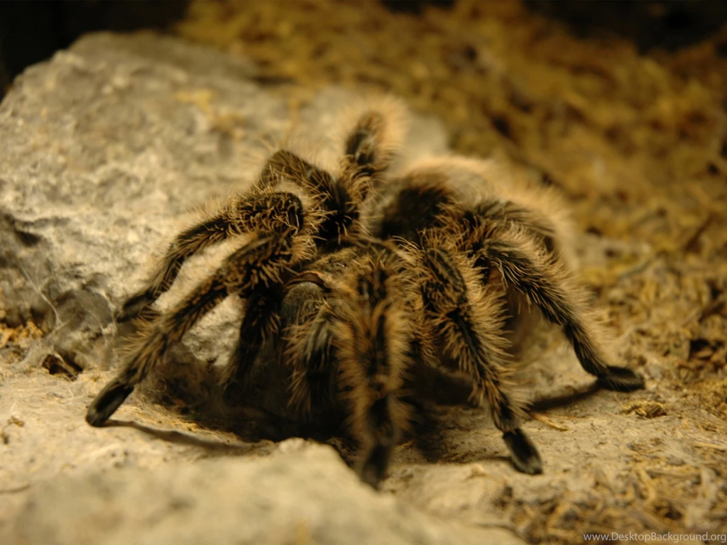 Desktop Wallpapers · Gallery · Animals · Tarantula