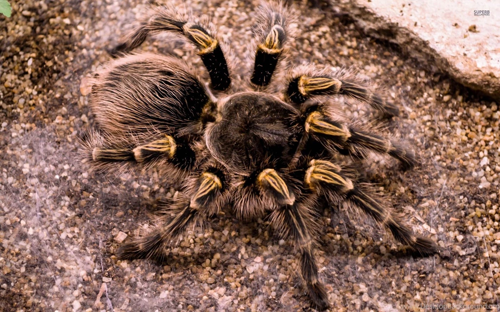 Tarantula Wallpapers   Animal Wallpapers