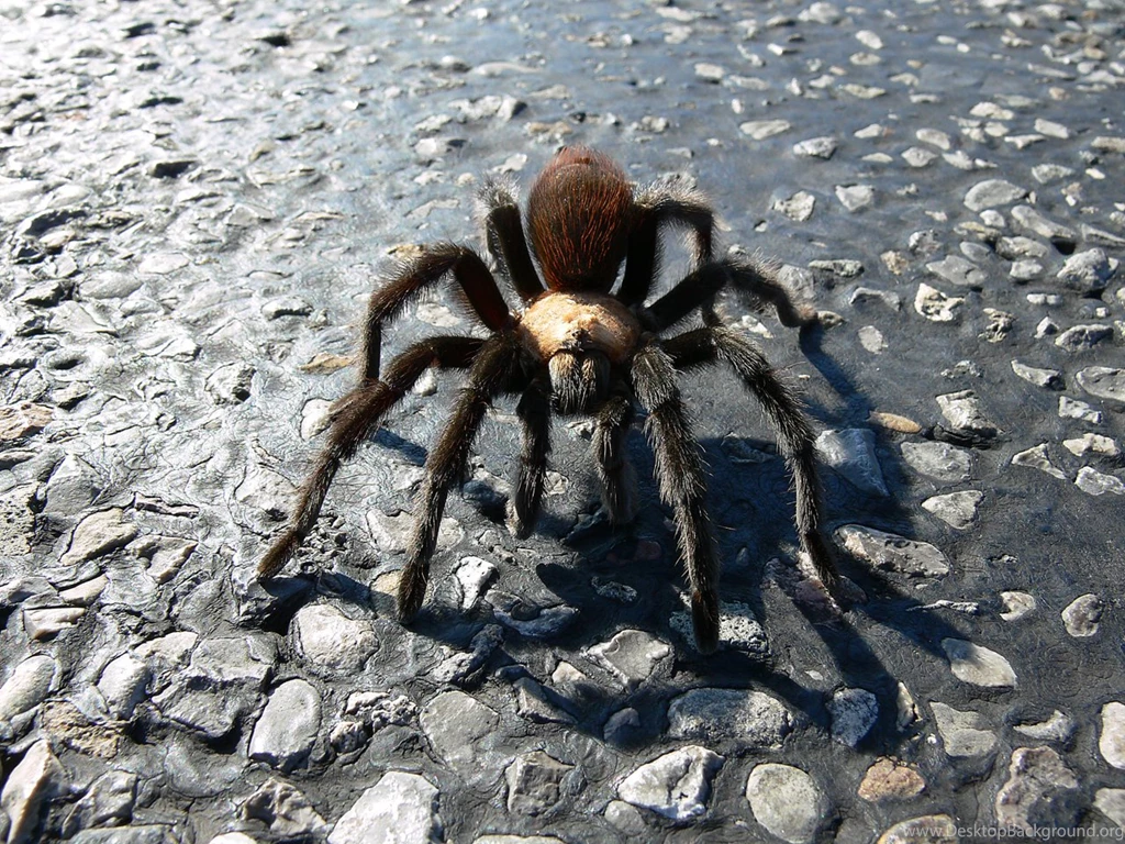 Tarantula Wallpapers