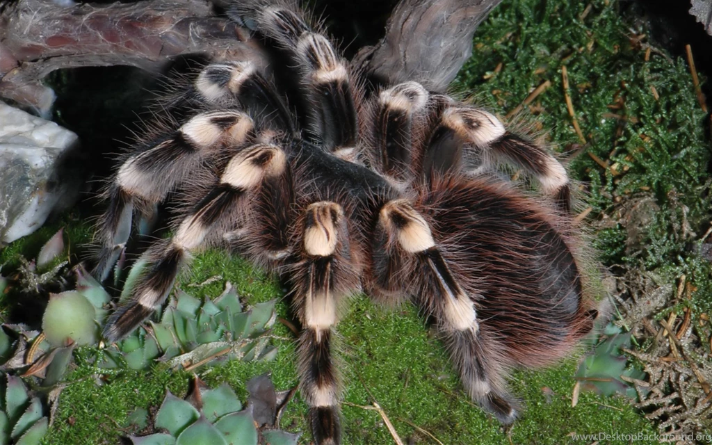 Mexican Redknee Tarantula Widescreen Wallpapers