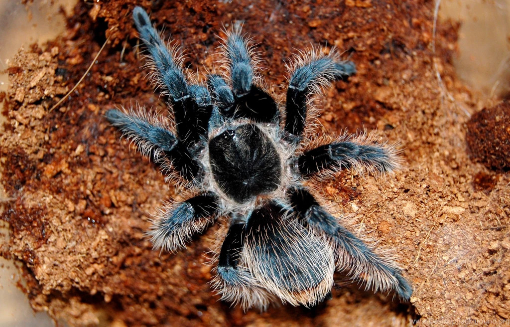 Picture Of Tarantula Spider . Quality Images On Animal Picture Society