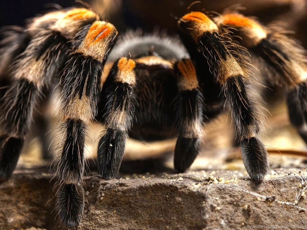 Creepy Tarantula Wallpapers Free HD Downloads