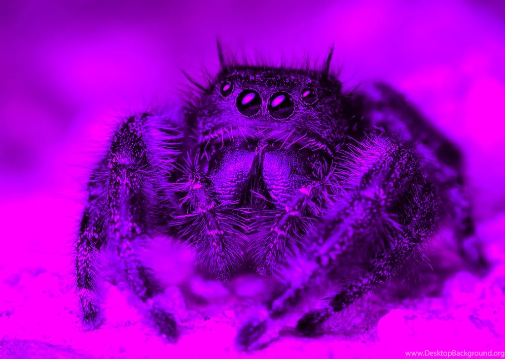 Girls Cute Tarantula Wallpapers By Pinkamenamad27 On DeviantArt