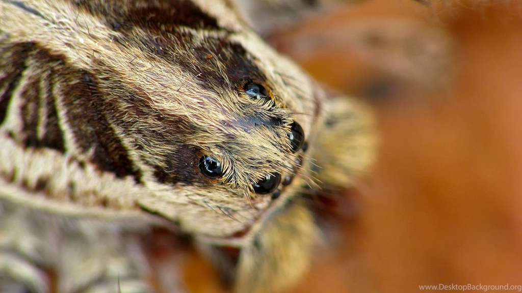 Tarantula Head Macro Archives   Free Wallpapers Library