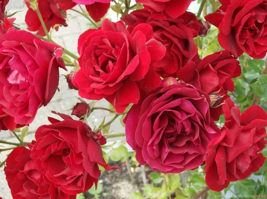 Rose Wallpapers By Izza M On DeviantArt