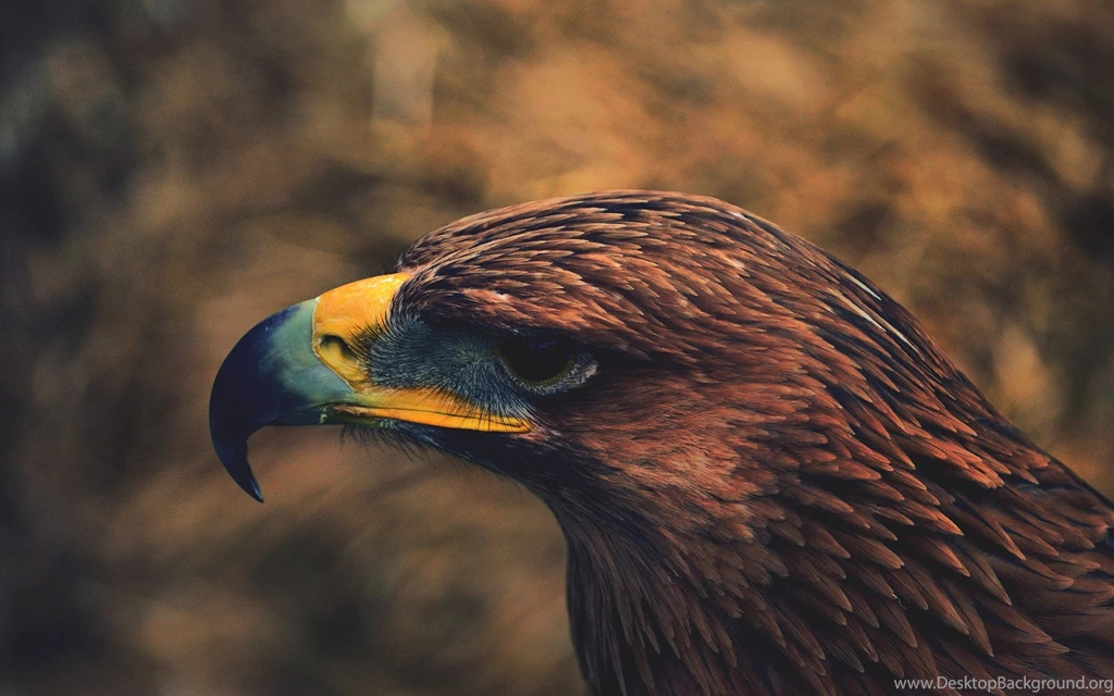 Brown Eagle Close Up Desktop Wallpapers