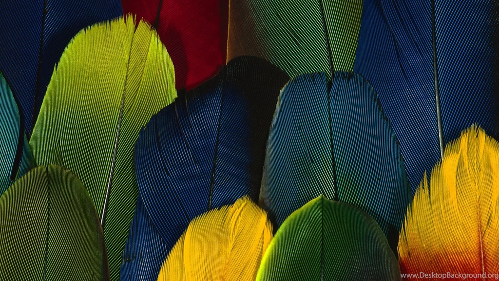 Abstract Colorful Feathers Free Wallpapers HD