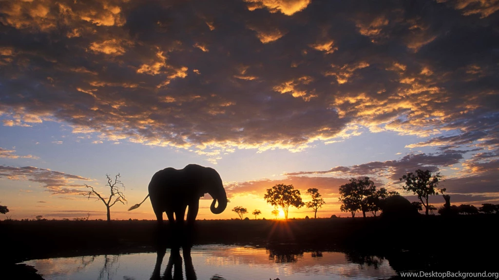 Elephant Desktop Wallpapers From African To Indian Elephants In HD