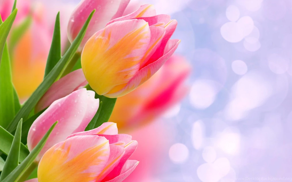 Flower Wallpapers New And Best Collection Free Download In HD