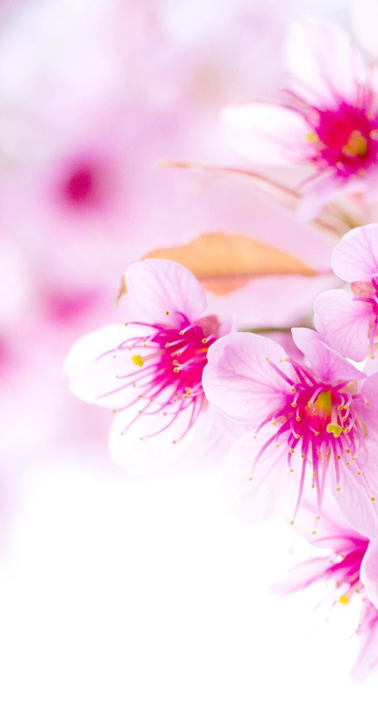 Flower Wallpapers Fwr054 – Wallpaperjosh